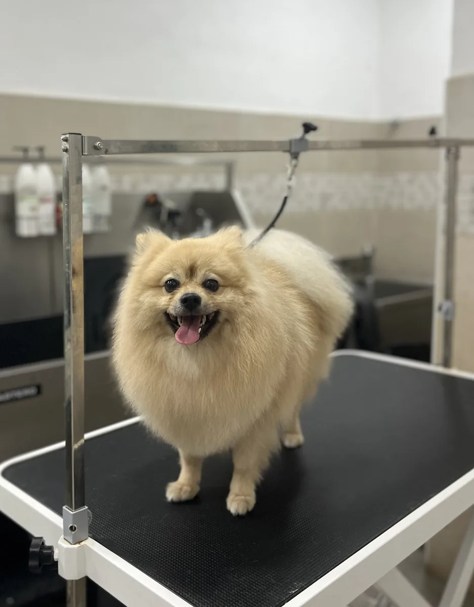 Después de la peluquería