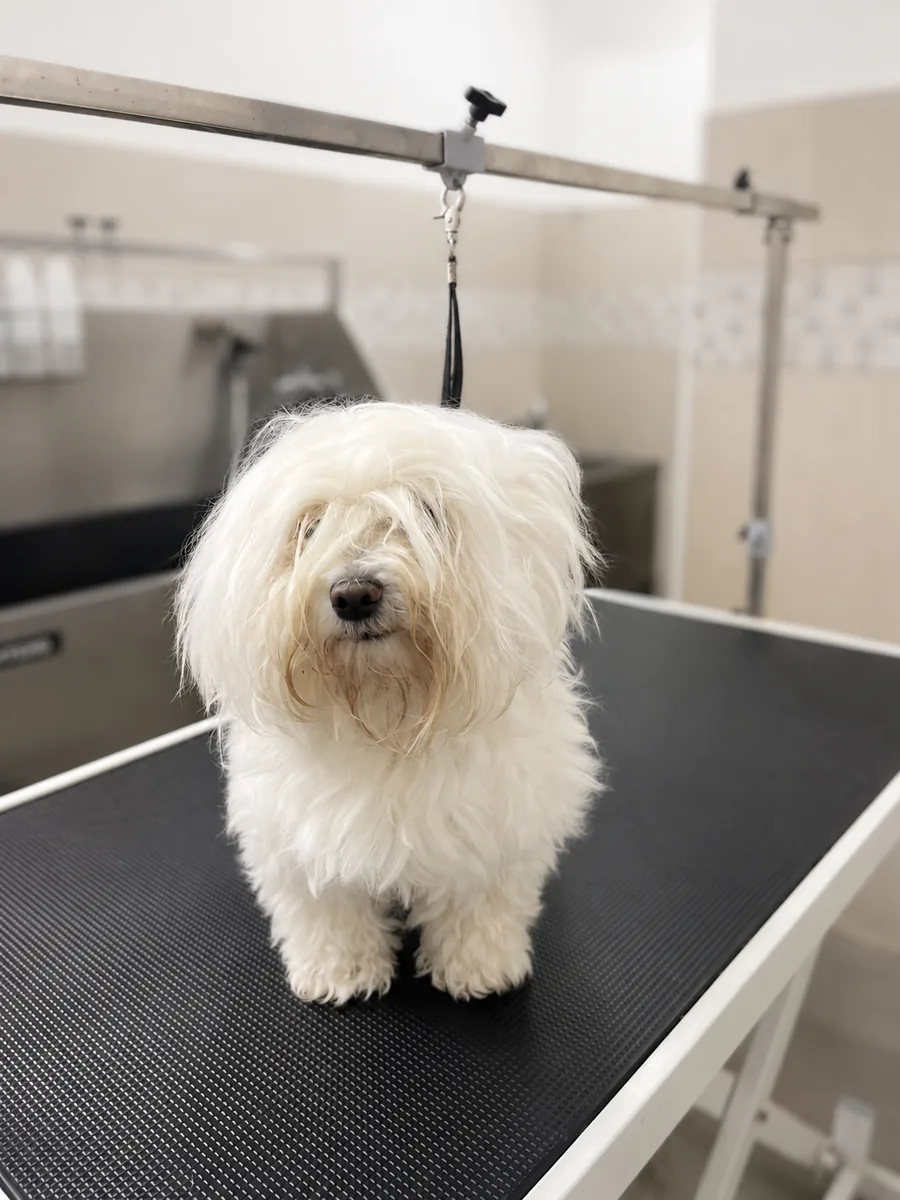 Antes de la peluquería