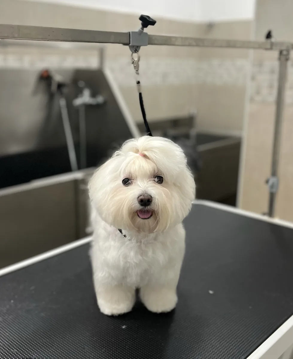 Después de la peluquería