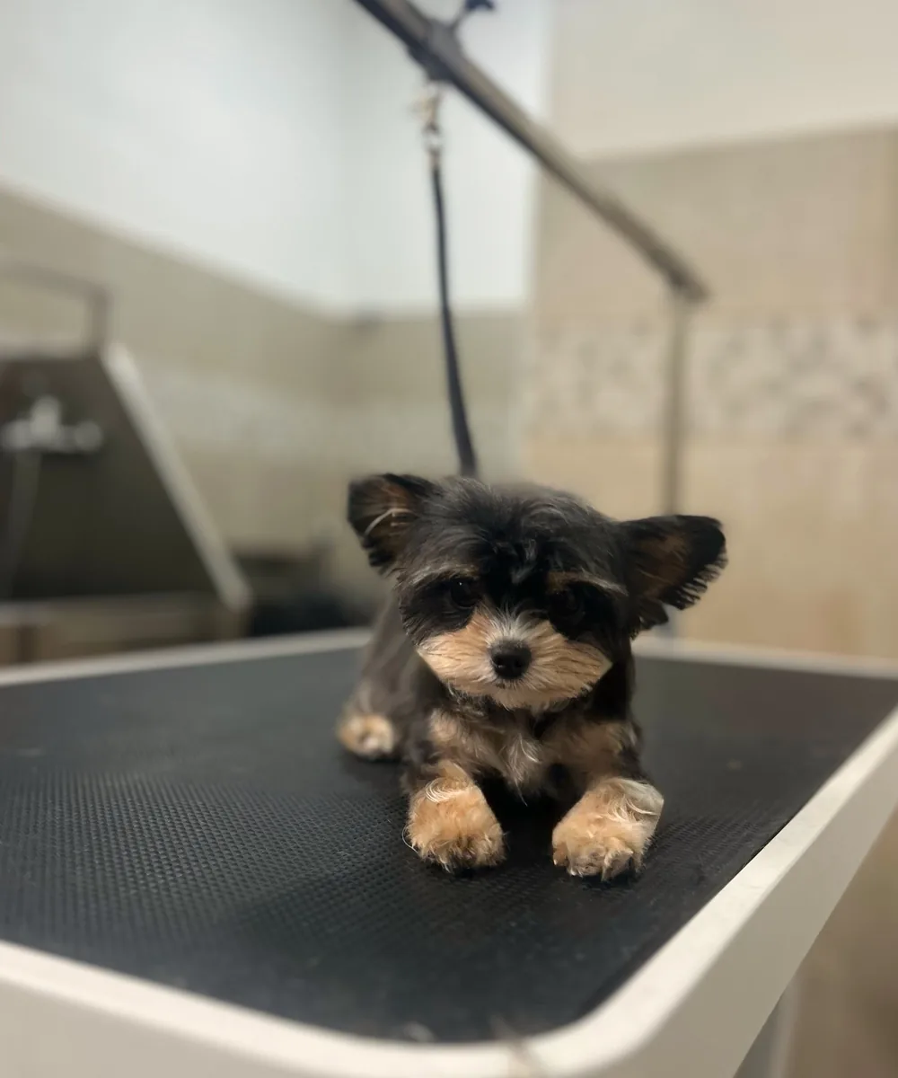 Después de la peluquería