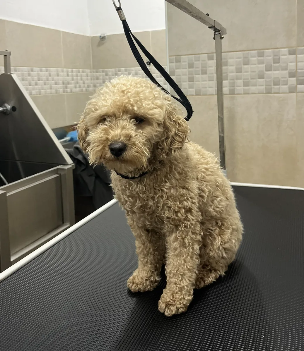 Antes de la peluquería