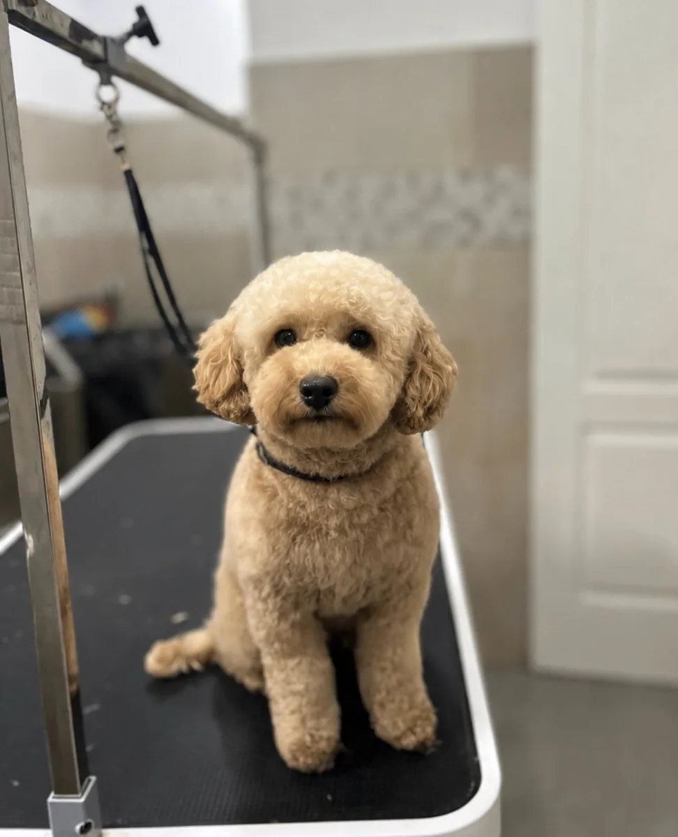 Después de la peluquería
