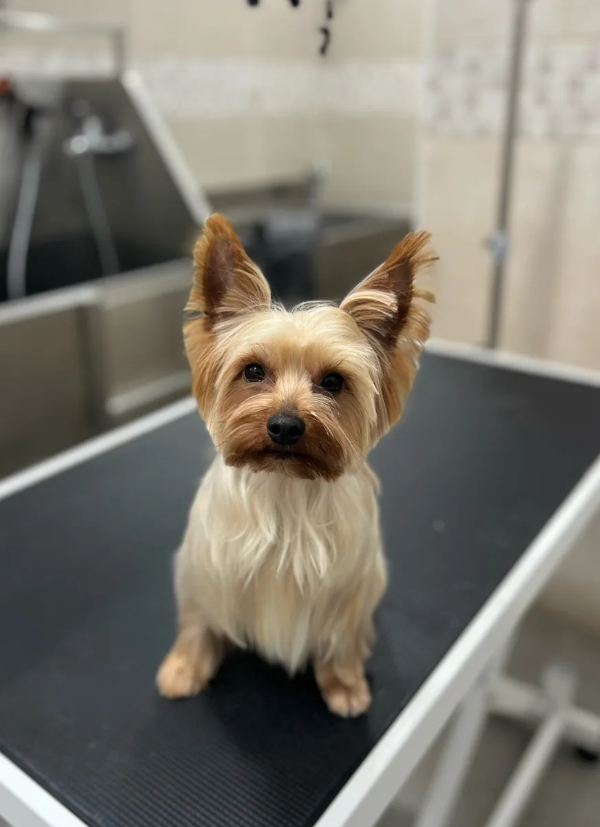 Después de la peluquería