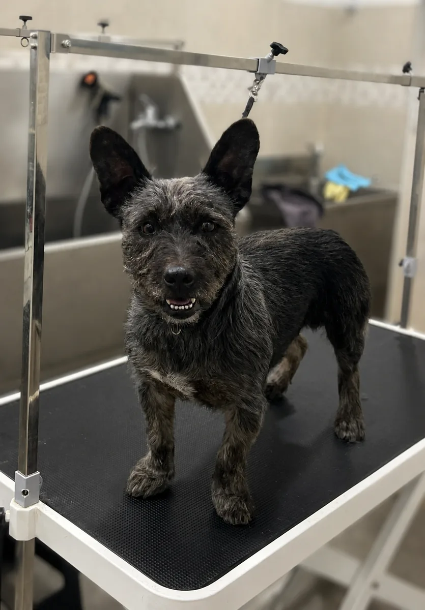 Después de la peluquería