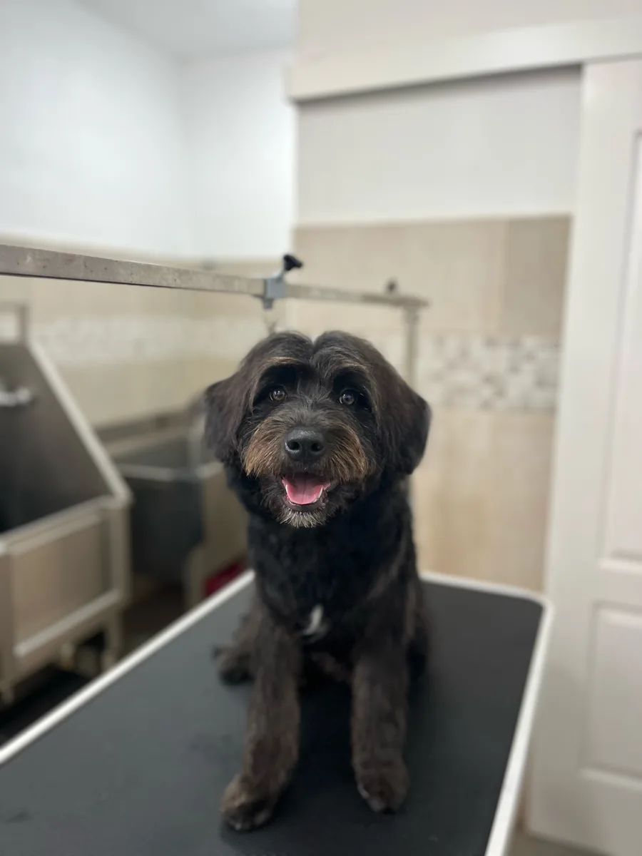 Después de la peluquería