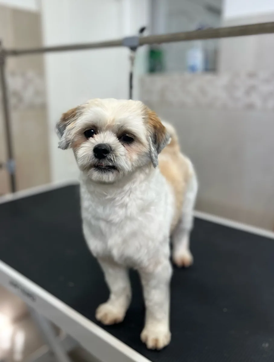 Después de la peluquería